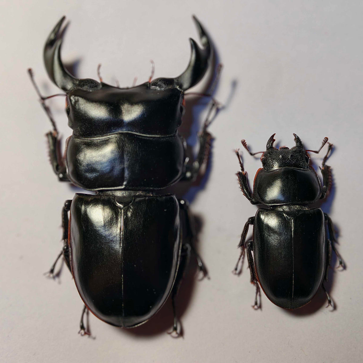 Dorcus Antaeus Fridge Insect Figure Magnet Model