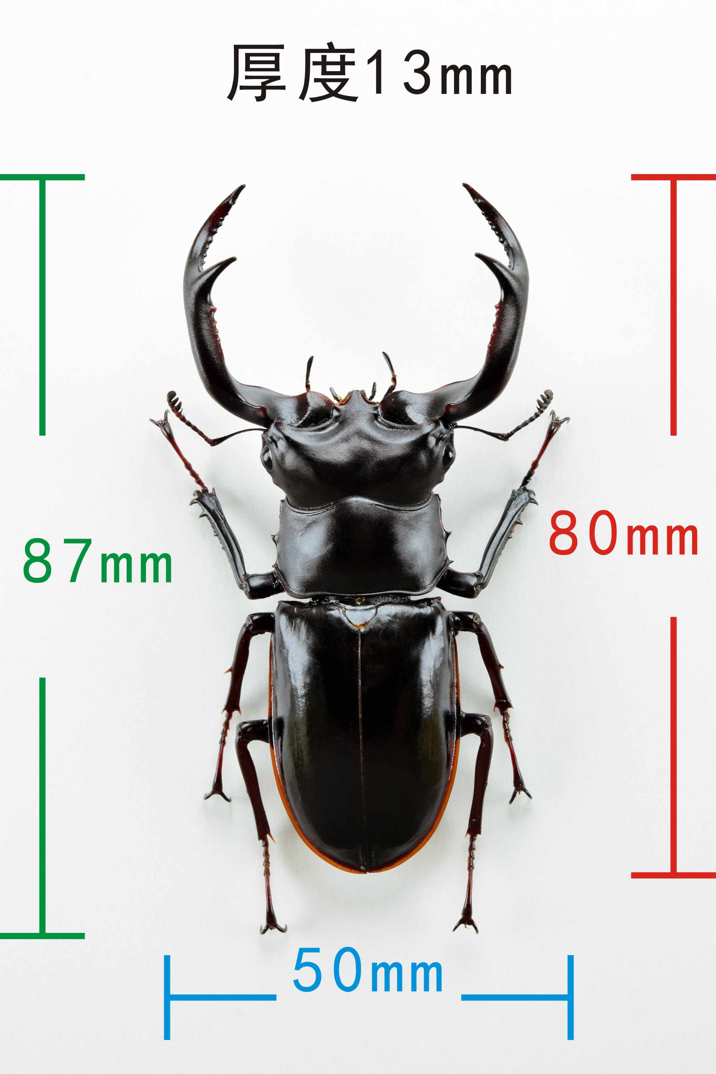 Rhaetus Westwoodi Kazumiae Fridge Magnet Model