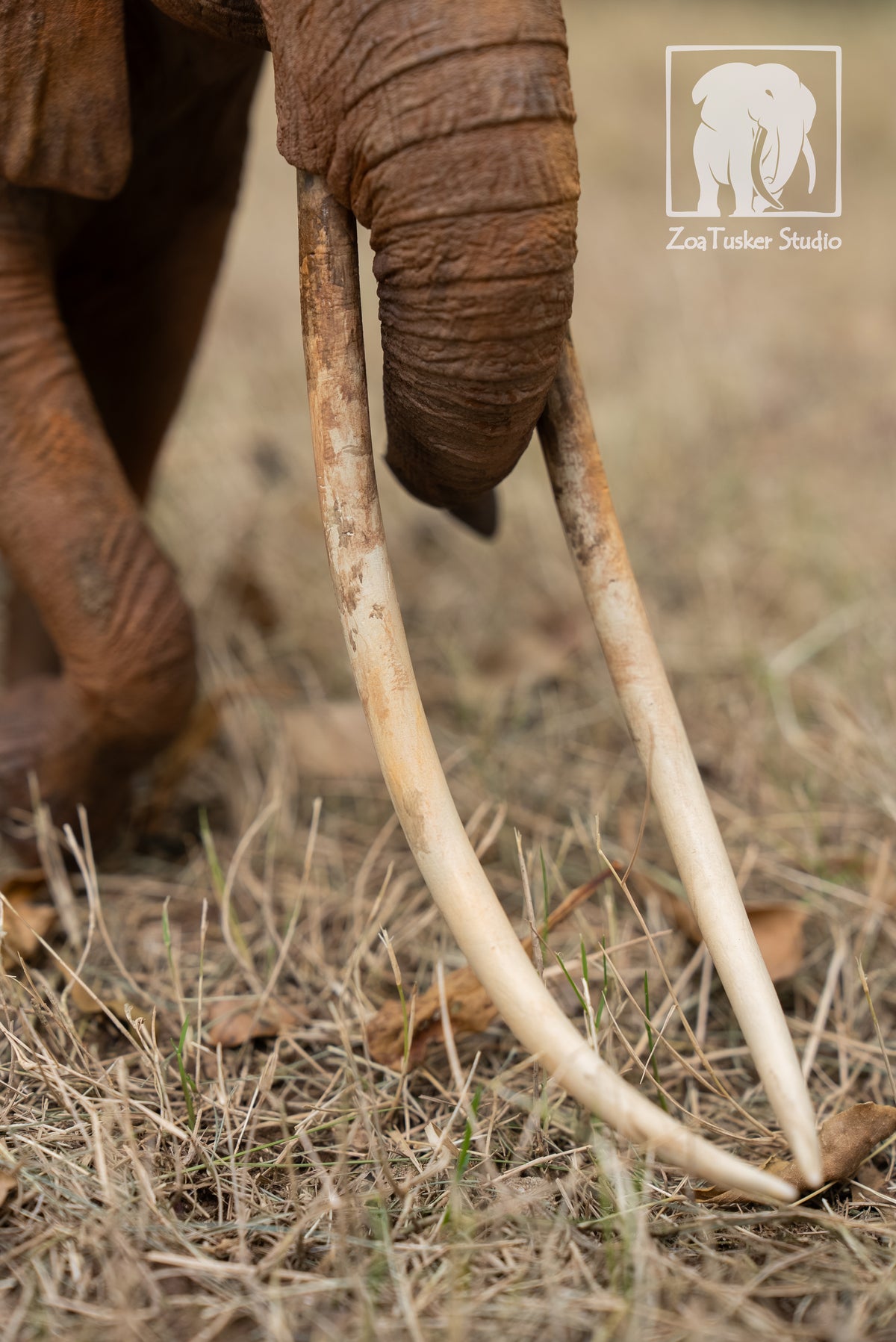 ZoaTusker Studio African Elephant Queen Dida Model