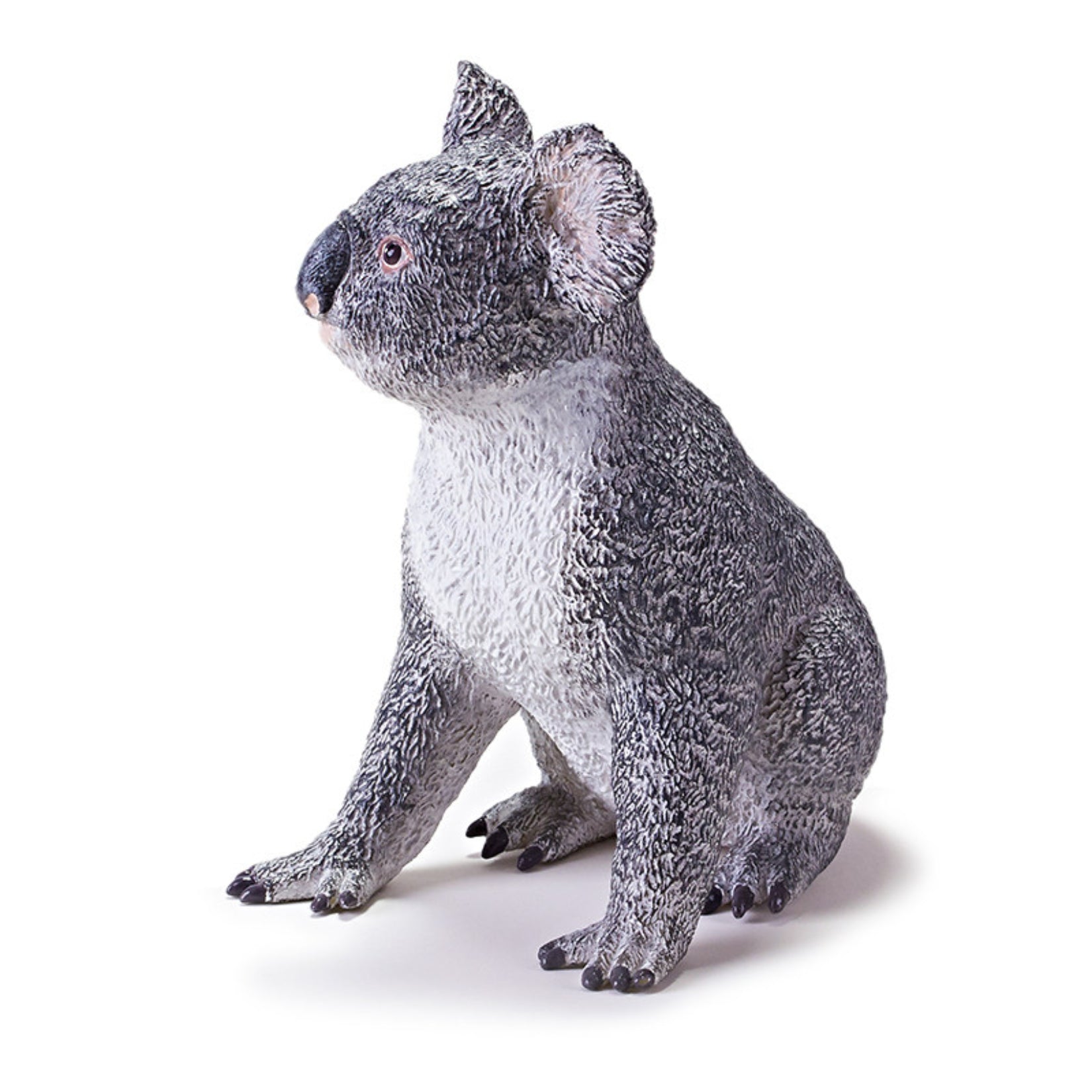 RECUR Koala Animal Model