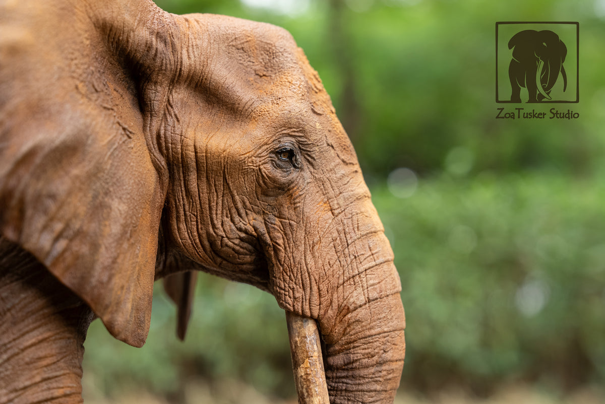 ZoaTusker Studio African Elephant Queen Dida Model