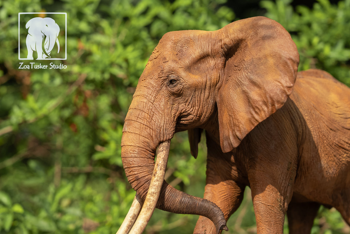 ZoaTusker Studio African Elephant Queen Dida Model