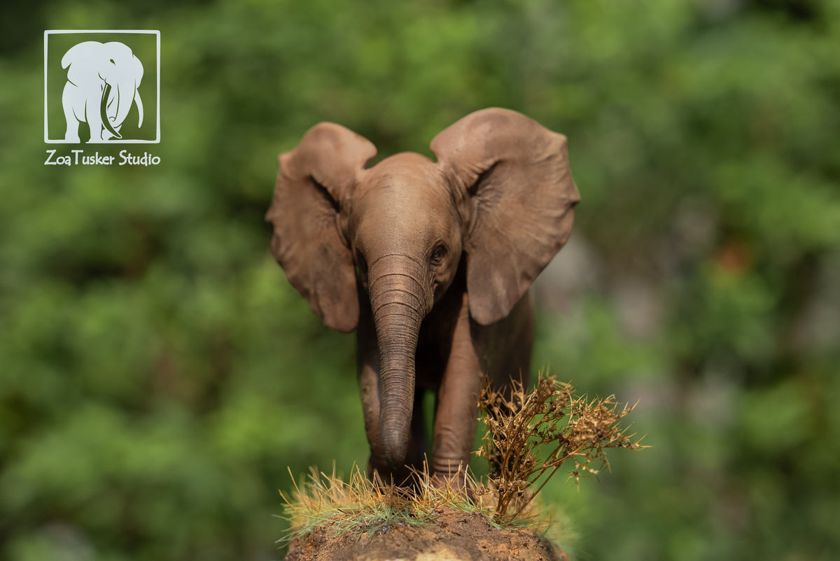 ZoaTusker Studio African Elephant Queen Dida Model