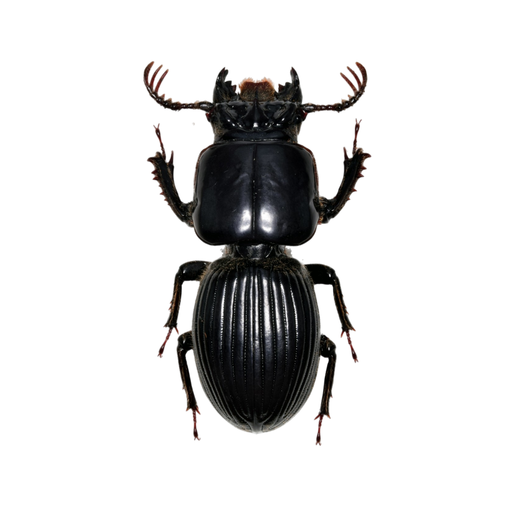 Proculus Goryi Insect Model