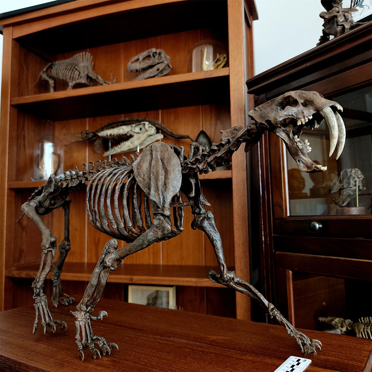 3D Printed 1:5 Scale Smilodon Populator Sabre-toothed Tiger Skeleton Model