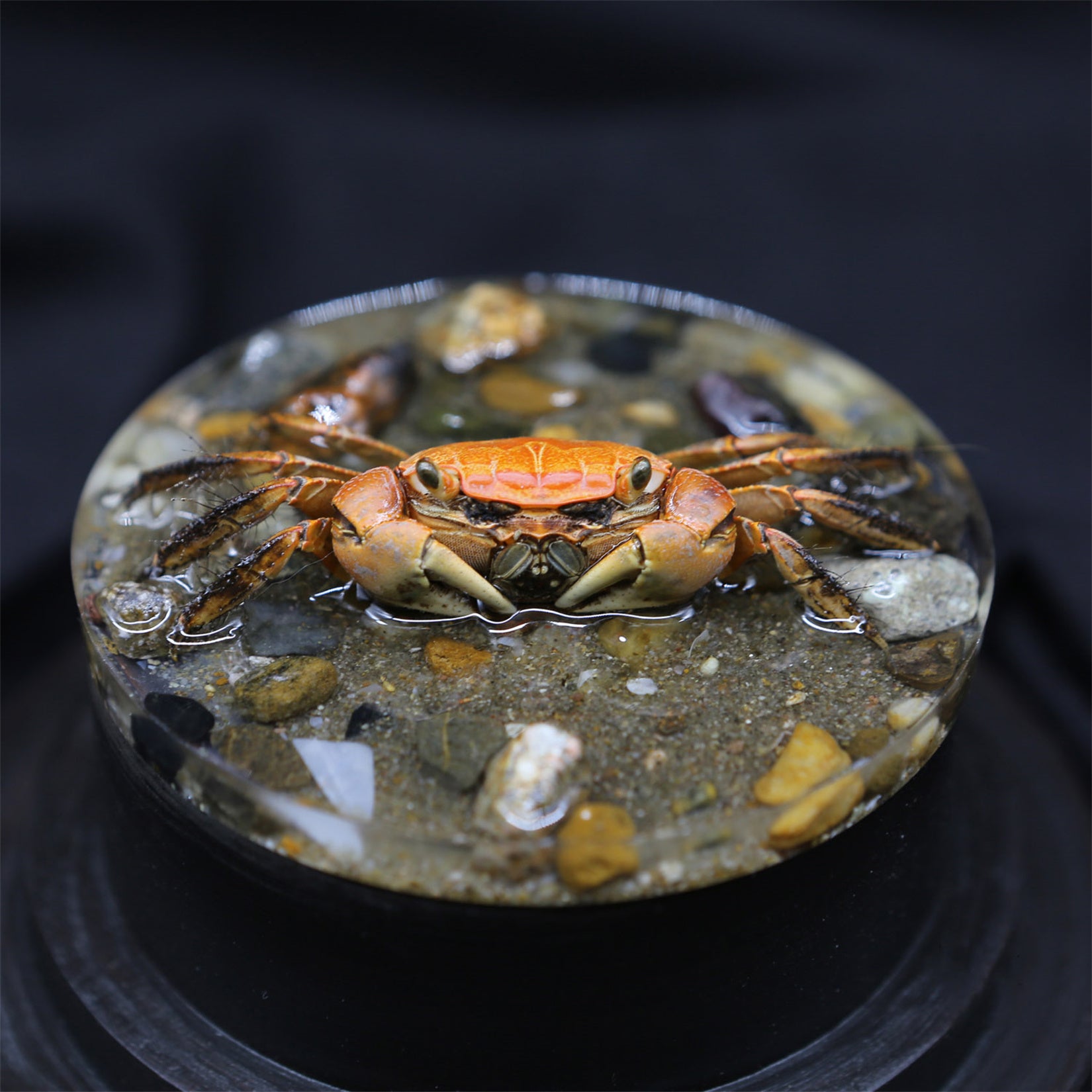 Red-Clawed Sesarmid Crab Model