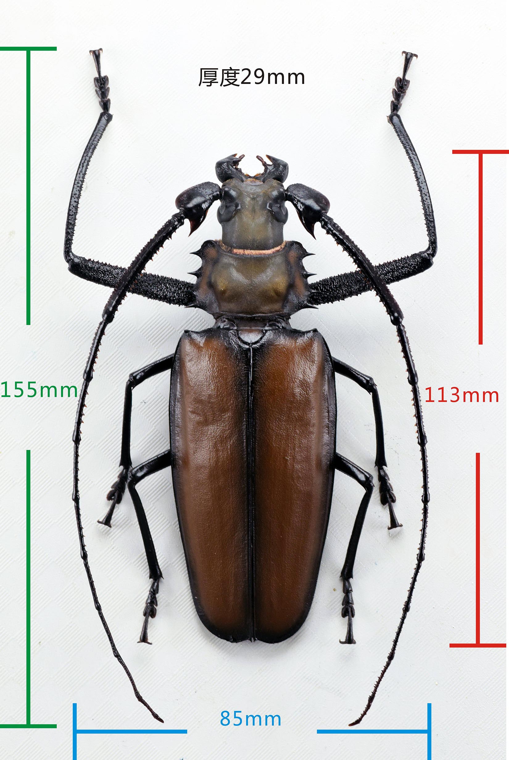 Enoplocerus Armillatus Fridge Magnet Model