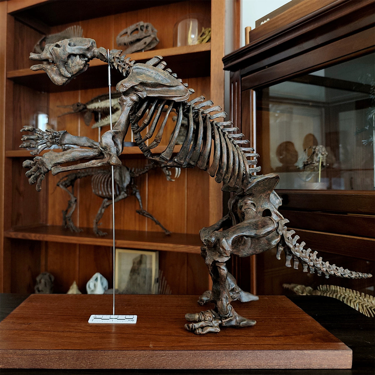 3D Printed 1:10 Scale Large Megatherium Skull Model