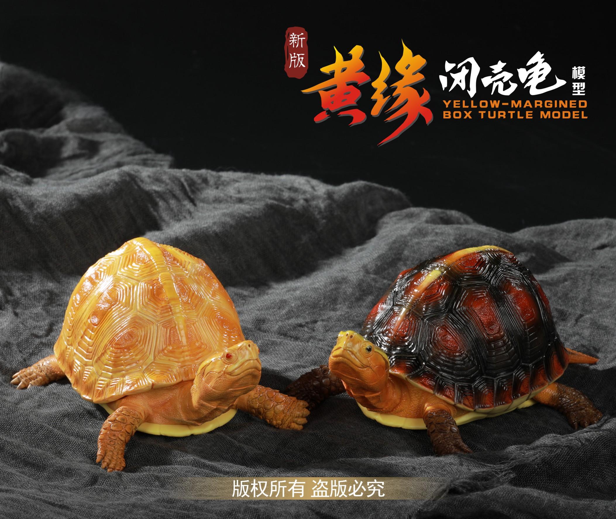 Yellow-margined Box Turtle Figure