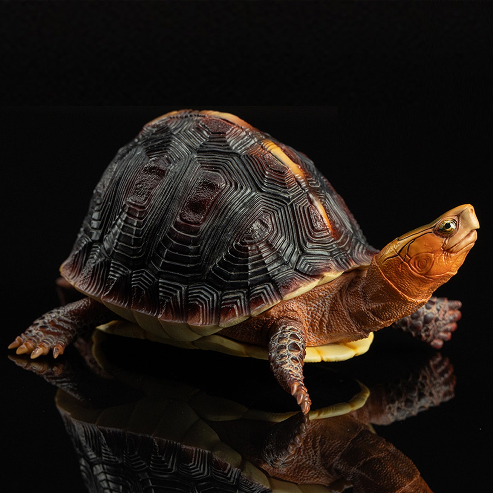 Cuora Flavomarginata Turtle Model