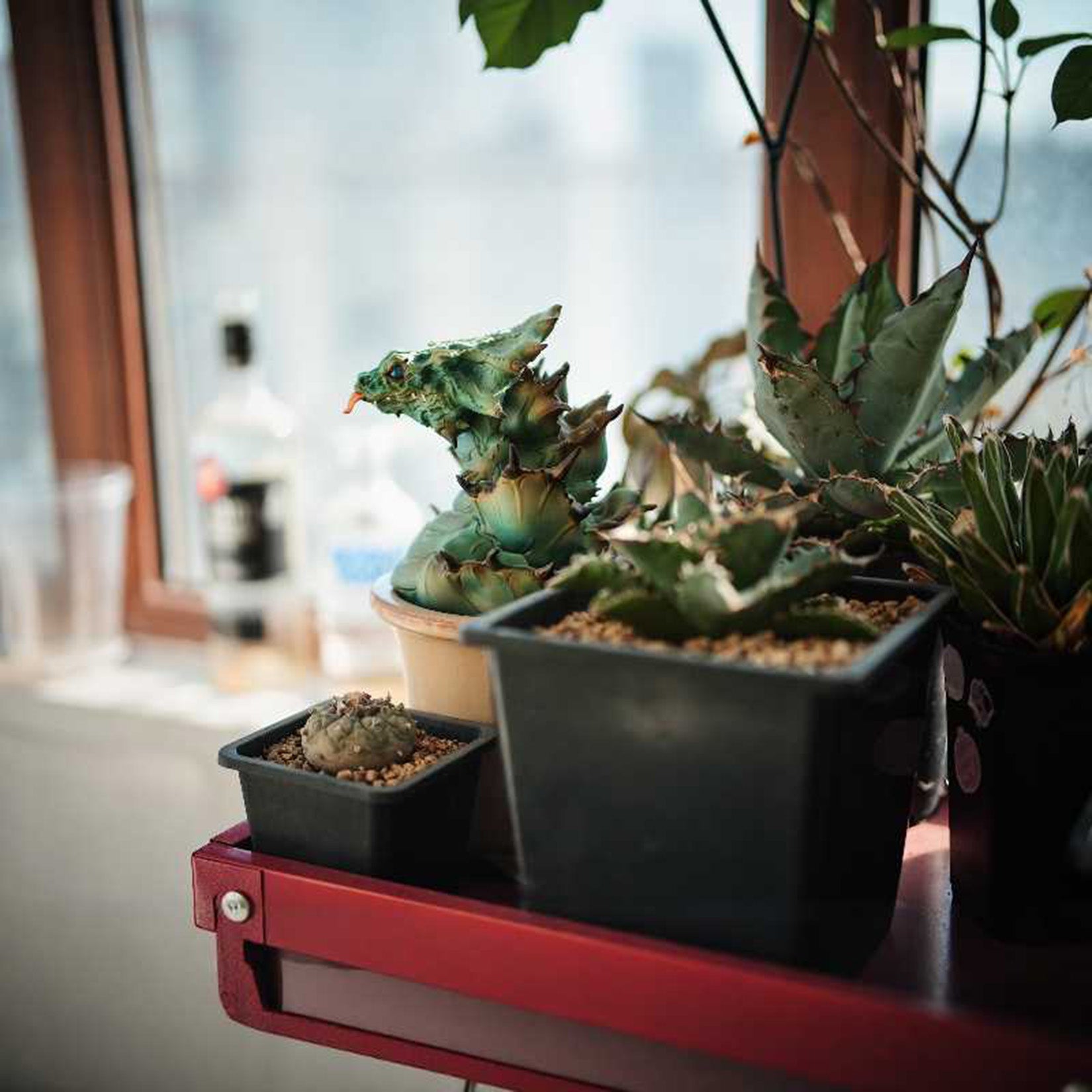 Blue Whale Skink Model