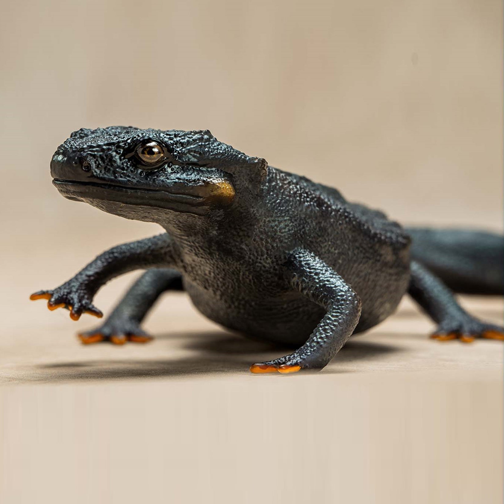 Echinotriton Chinhaiensis Model