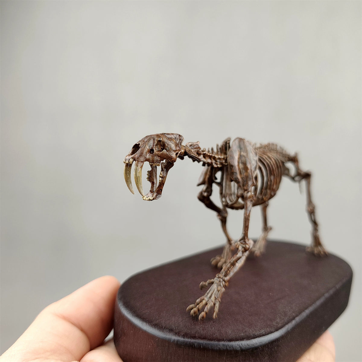 3D Printed 1:20 Scale Sabre-toothed Tiger Skeleton Model