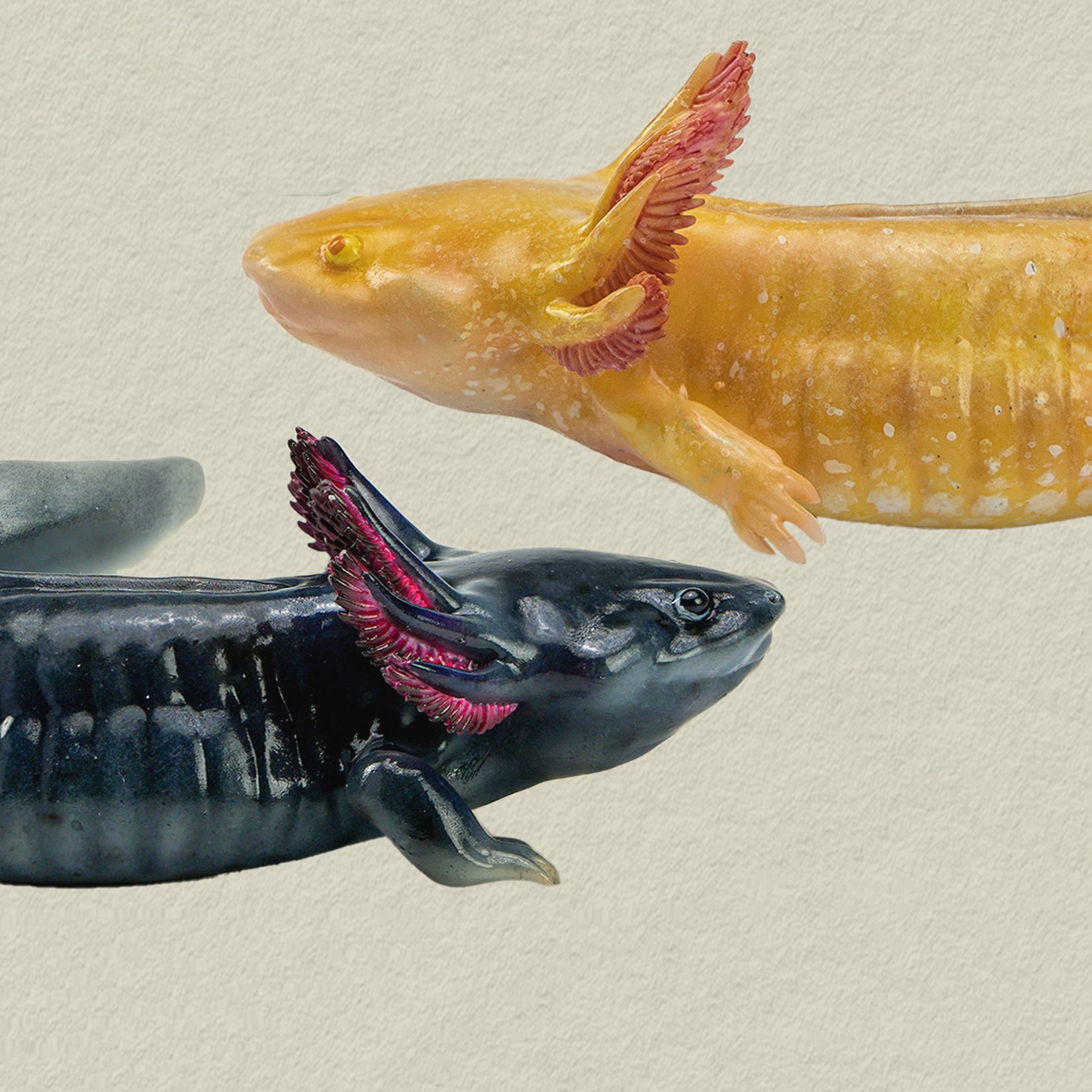 1：2 Scale Ambystoma Mexicanum Model Axolotl Figure