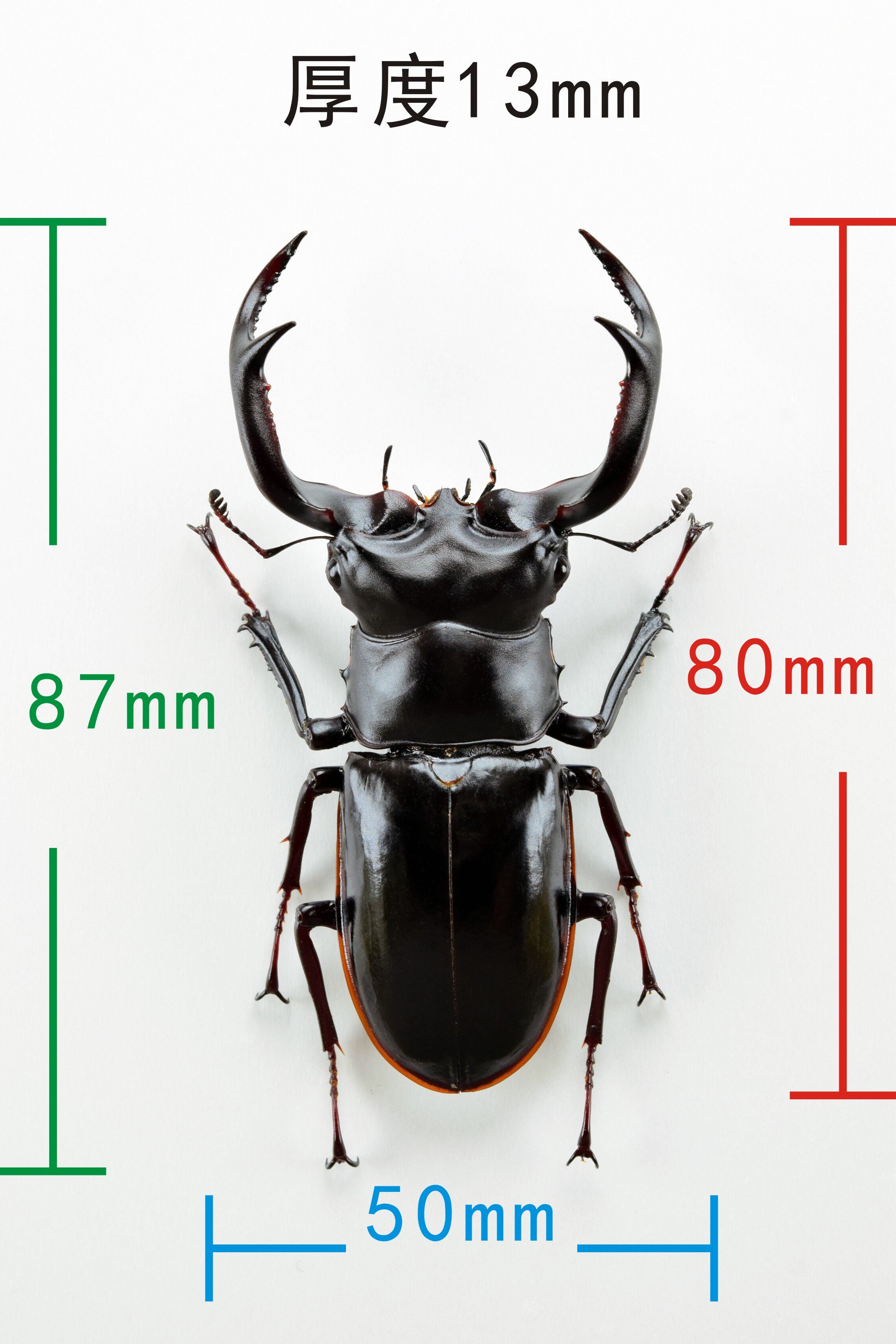 Rhaetus Westwoodi Kazumiae Fridge Magnet Model