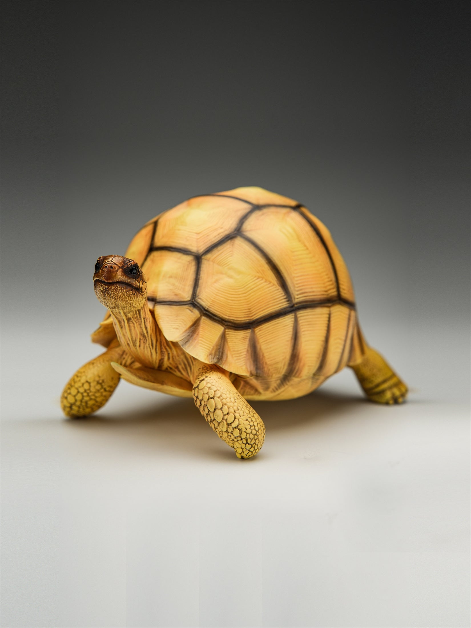 Angonoka Model