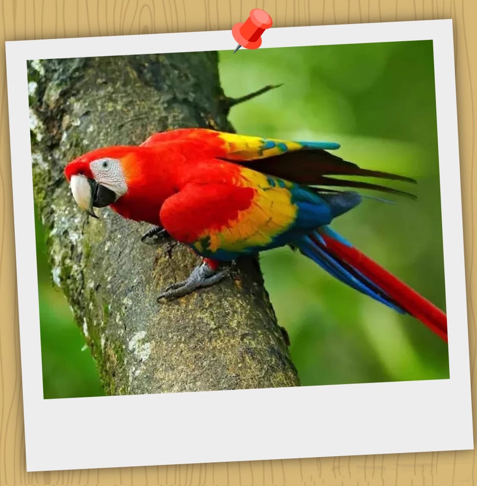 Ara Ararauna & Ara Macao Parrot Model