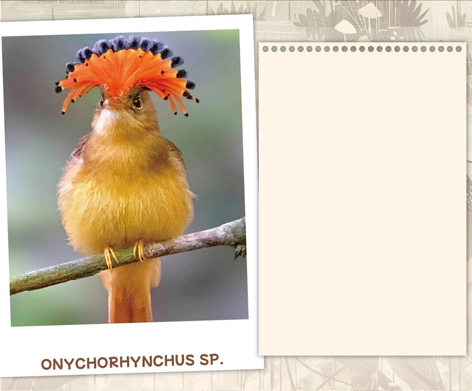 Onychorhynchus Coronatus Model Resin Bird Figure