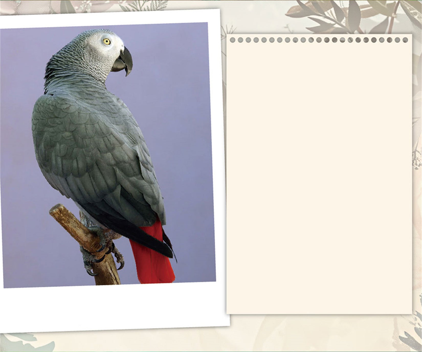 Psittacus Erithacus & Eolophus Roseicapilla Parrot Model