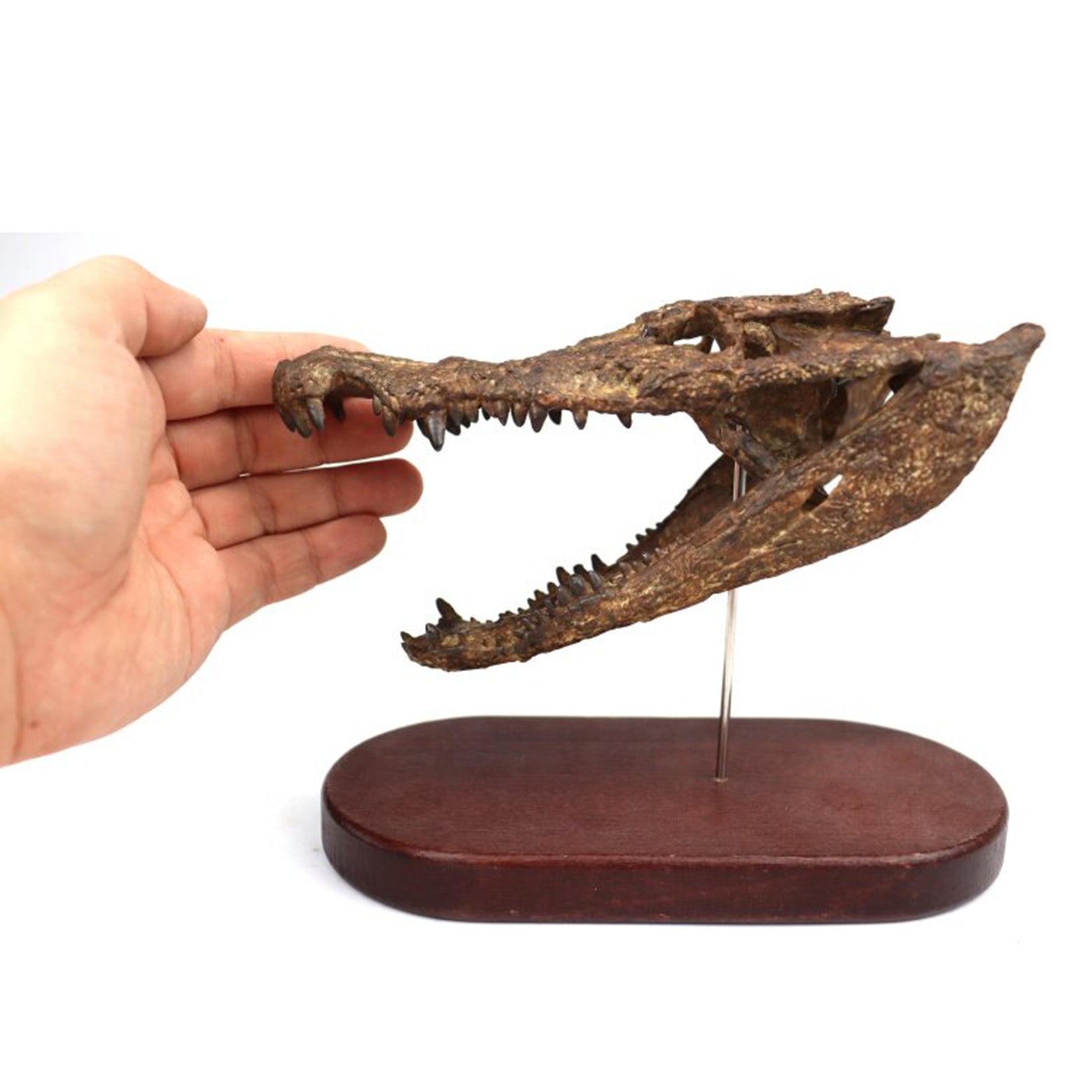 1:10 Scale 3D Printed Crocodile Skull Fossil Resin Model