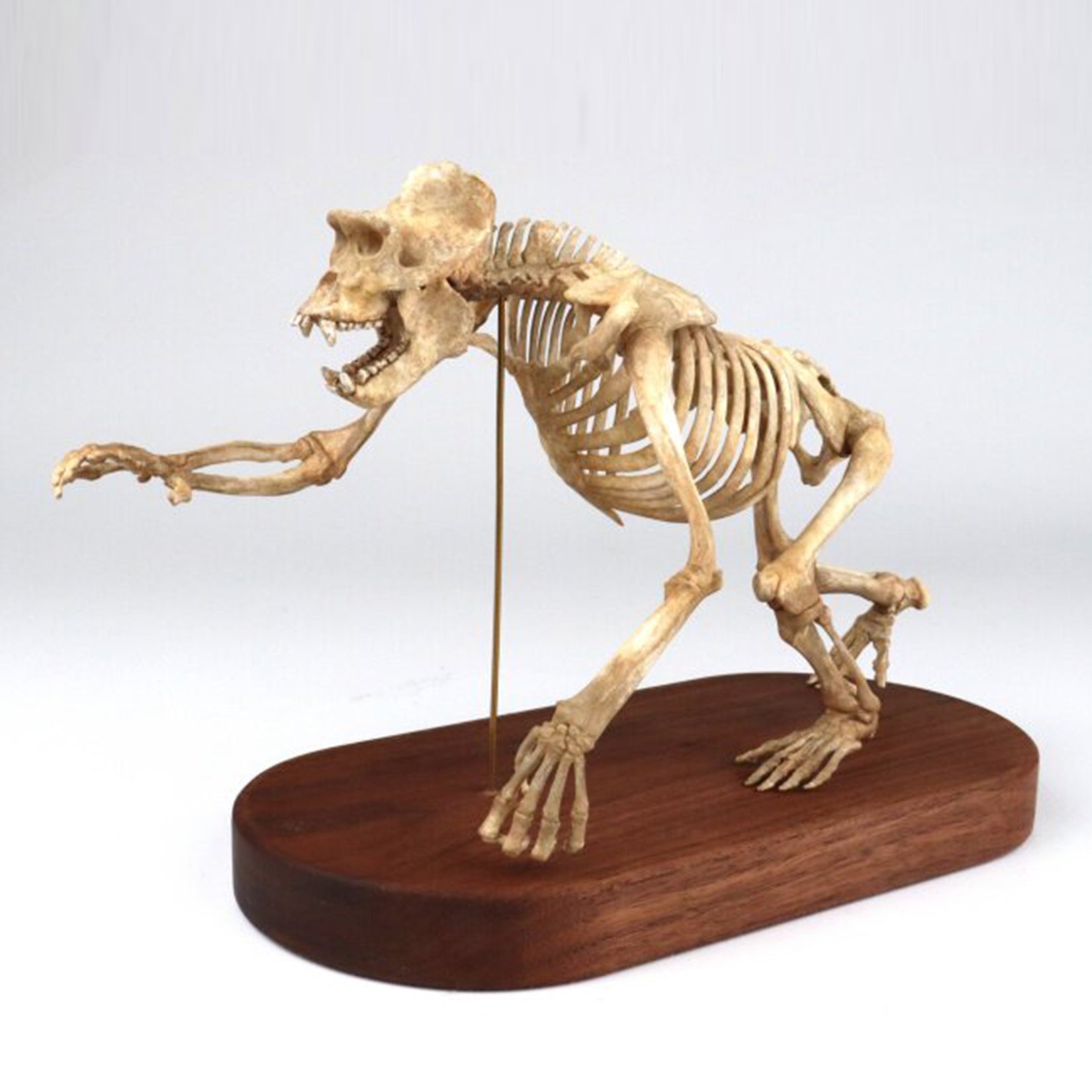 1:10 Scale 3D Printed Gorilla Skeleton Figurine