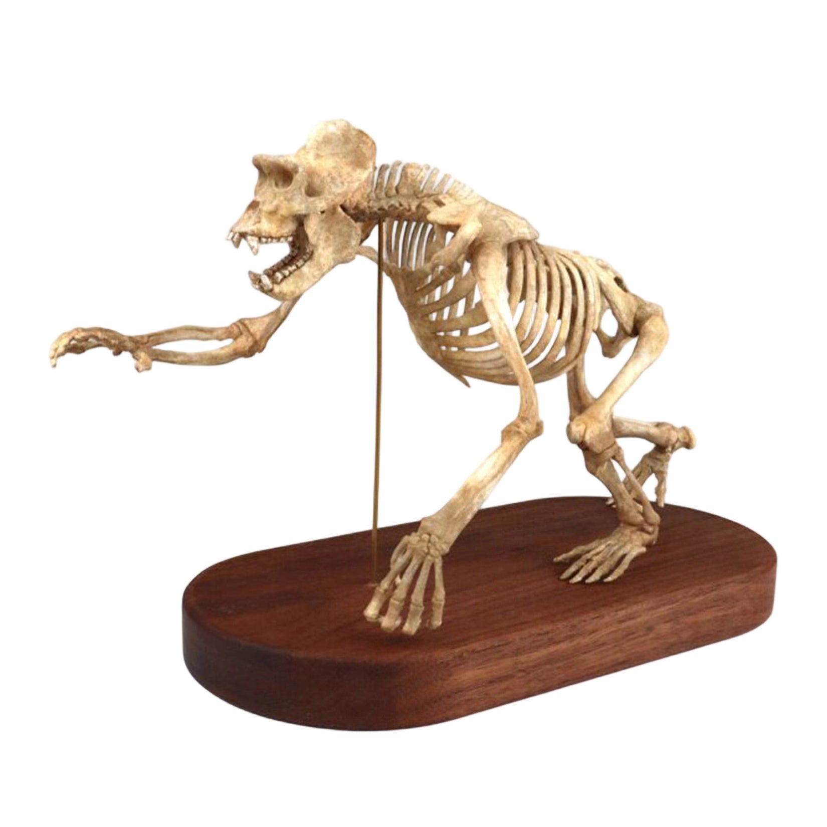 1:10 Scale 3D Printed Gorilla Skeleton Figurine