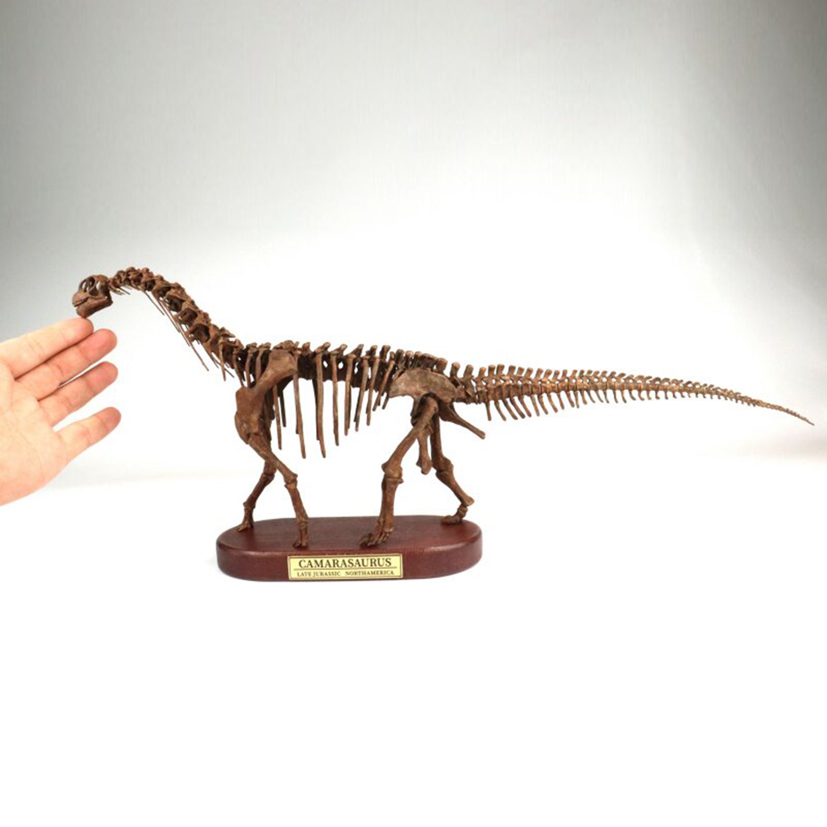 1:35 Scale 3D Printed Camarasaurus Skeleton Dinosaur Figurine
