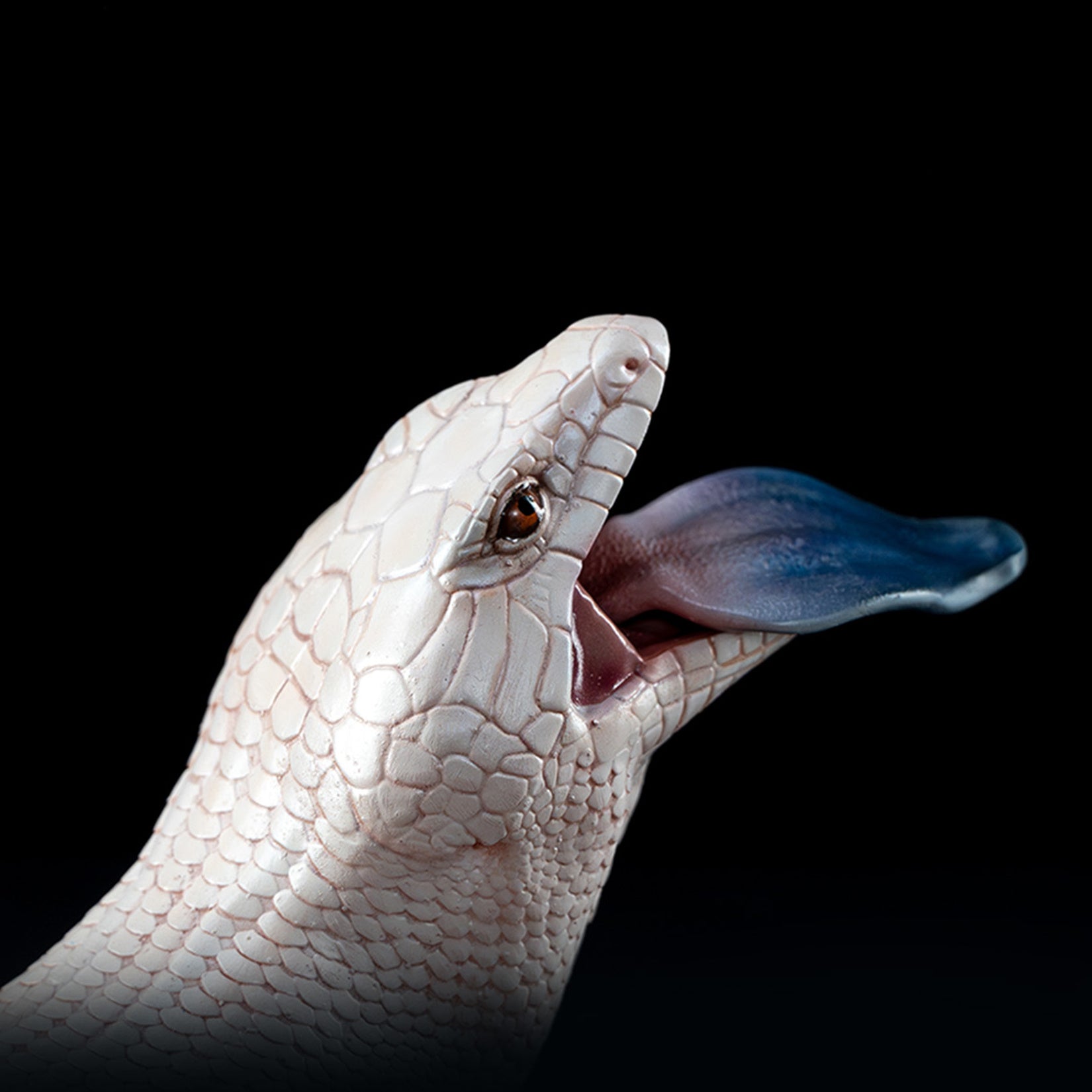Common Bluetongue Model