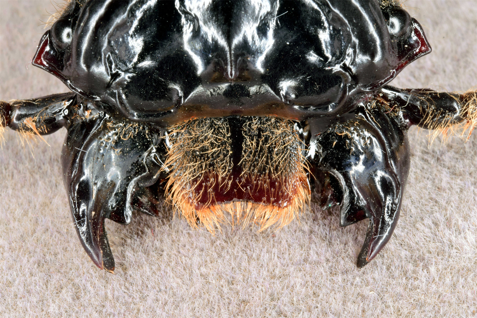 Proculus Goryi Insect Model