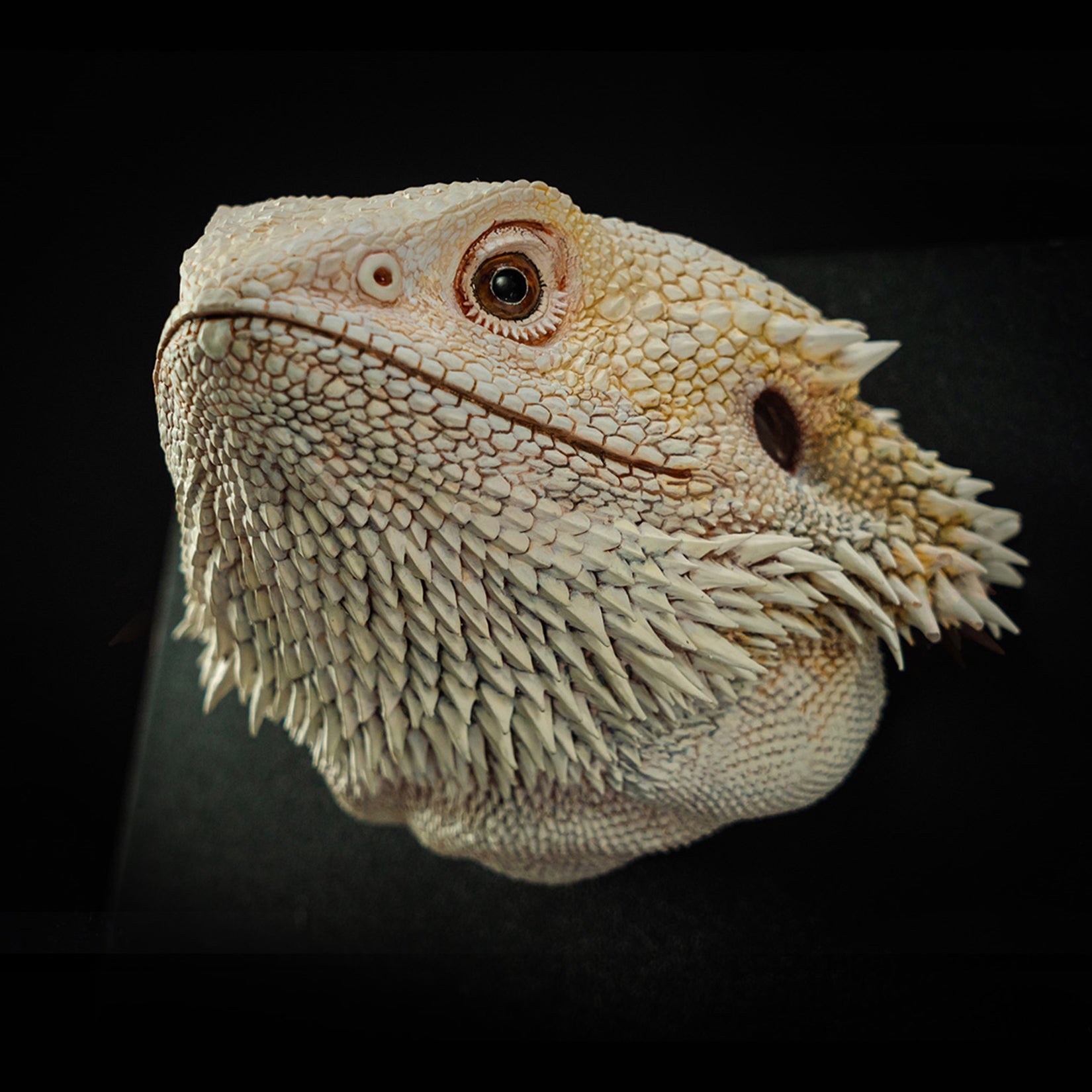 Pogona Vitticeps Head Model