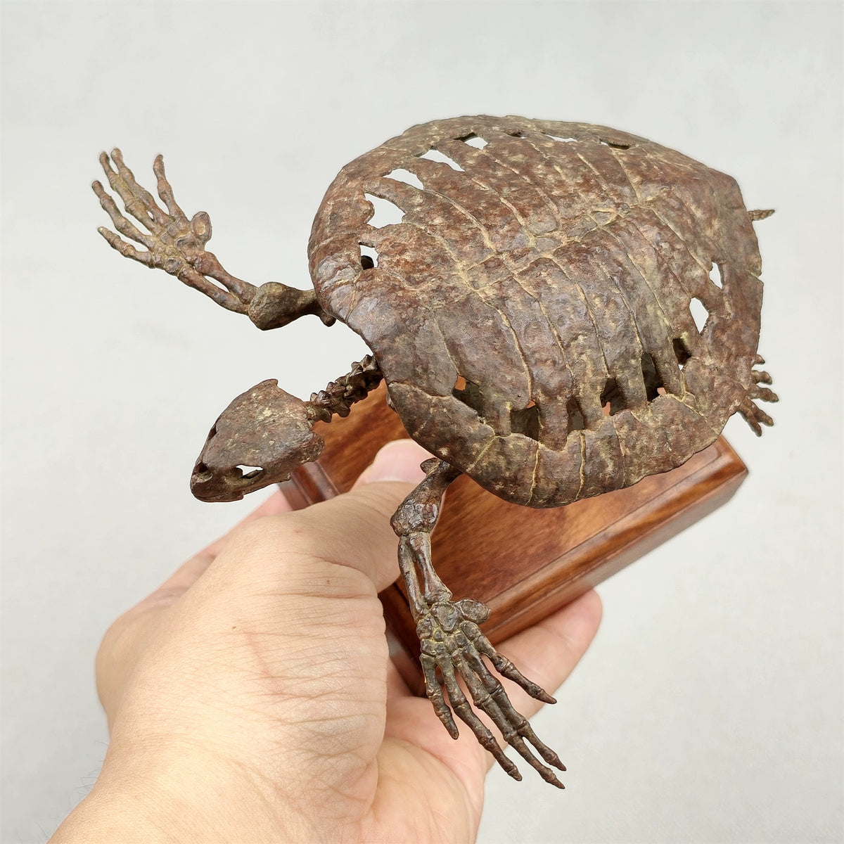 3D Printed 1:10 Scale Leatherback Turtle Skeleton Model