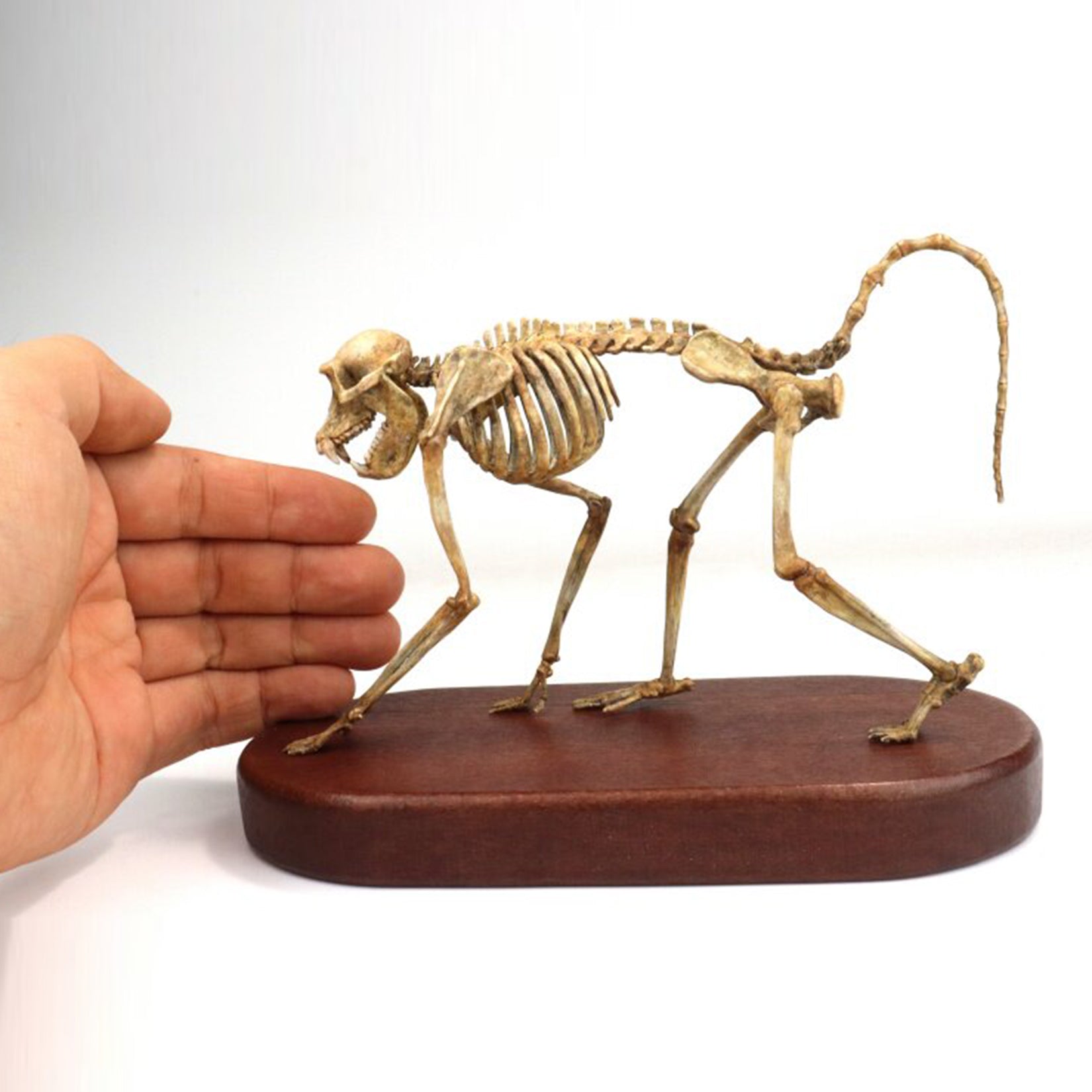 1:10 Scale 3D Printed Gorilla Skeleton Figurine
