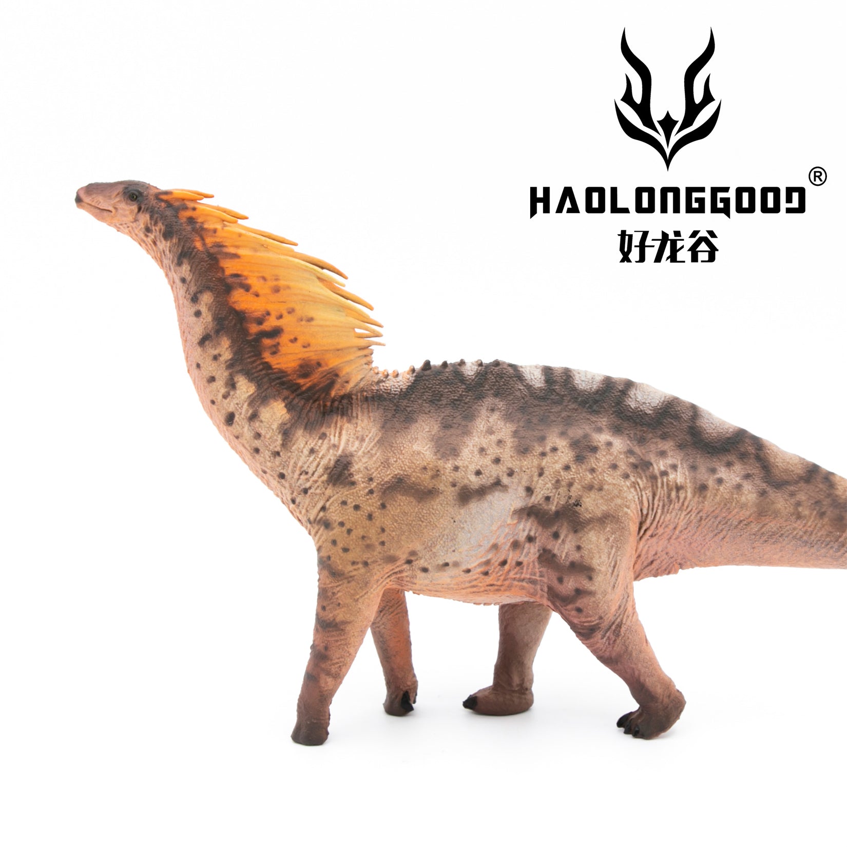 HAOLONGGOOD 1:35 Scale Amargasaurus Model