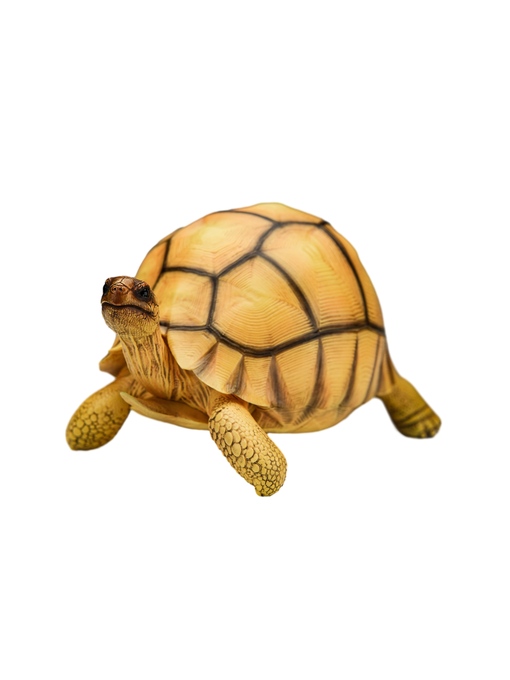 Angonoka Model