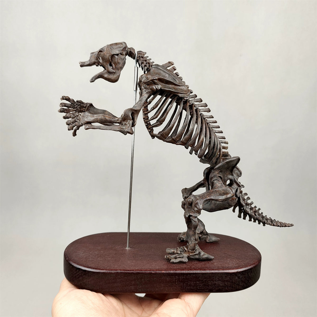 3D Printed 1:20 Scale Megatherium Skeleton Model
