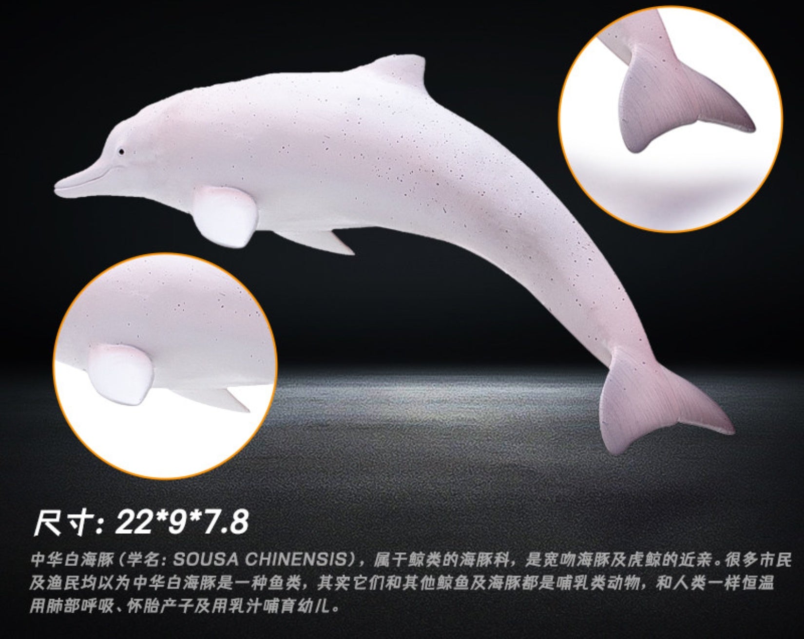 RECUR Dolphin Model Marine Animal