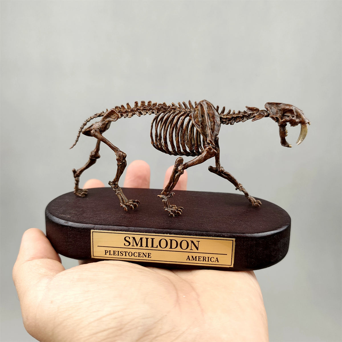 3D Printed 1:20 Scale Sabre-toothed Tiger Skeleton Model