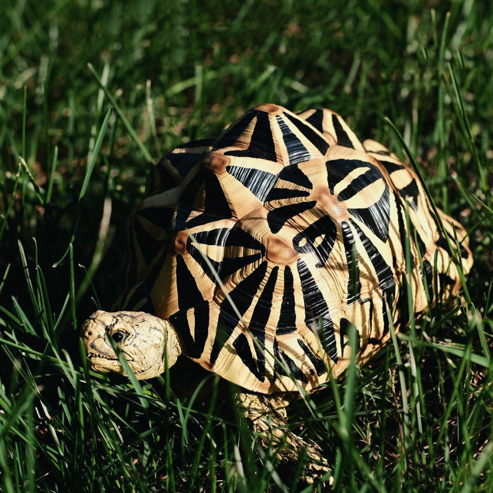 BOWUZHI Studio Star Turtle Model
