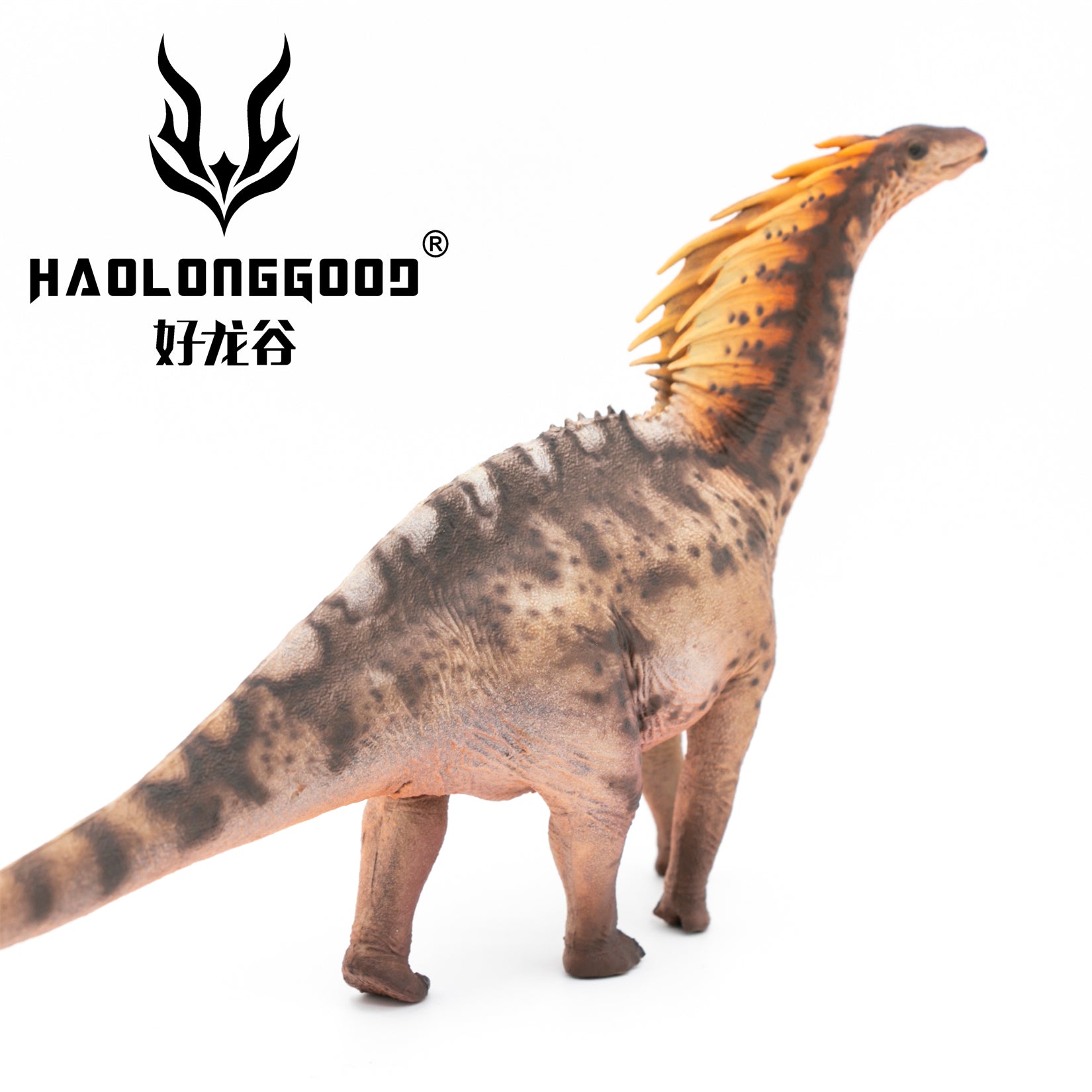 HAOLONGGOOD 1:35 Scale Amargasaurus Model