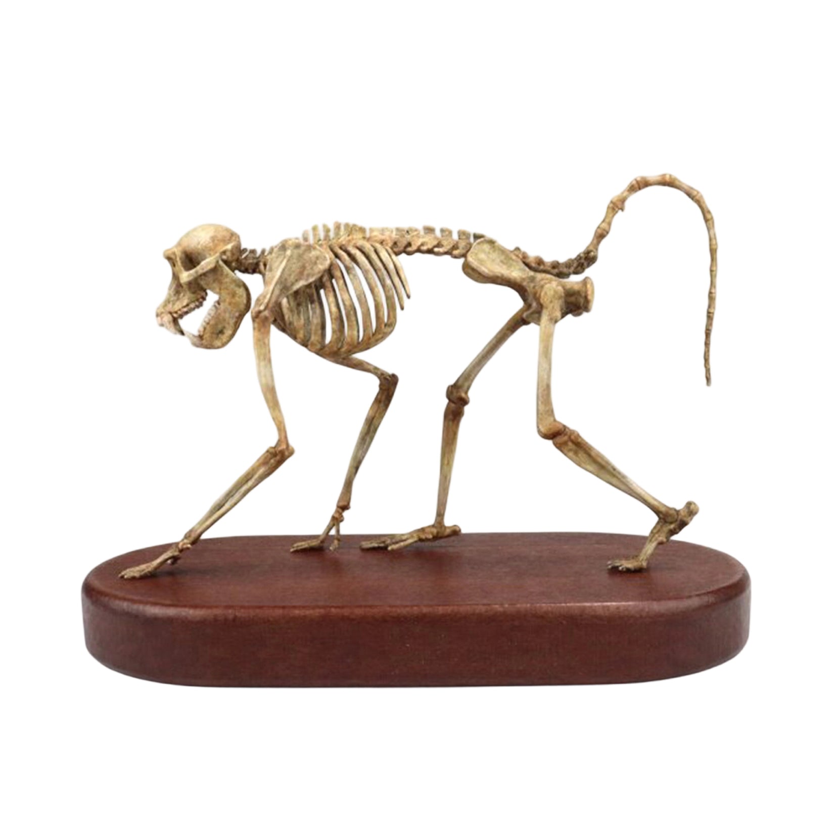 1:5 Scale 3D Printed Baboon Skeleton Display Figurine