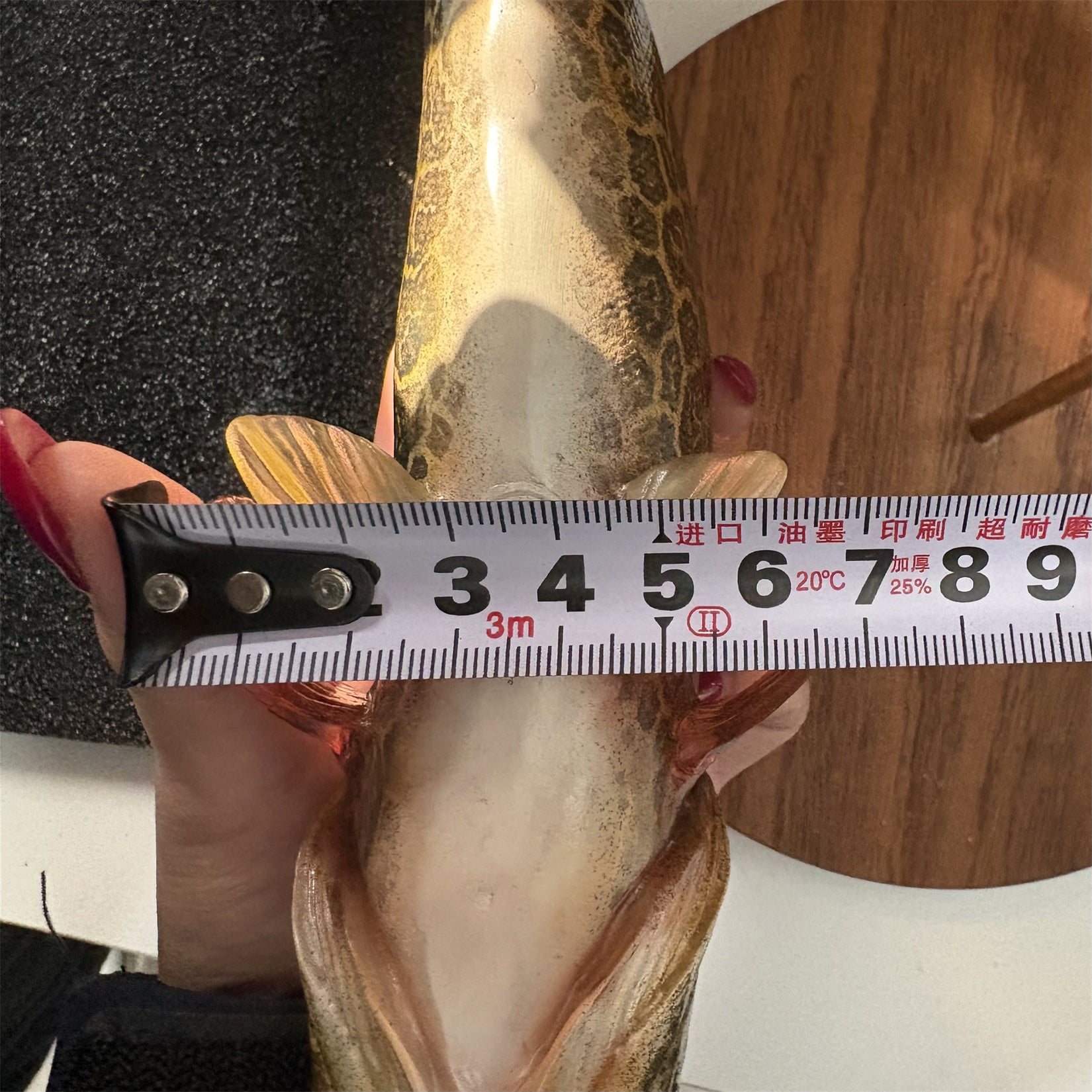 Siniperca Scherzeri  Model Fish Figure