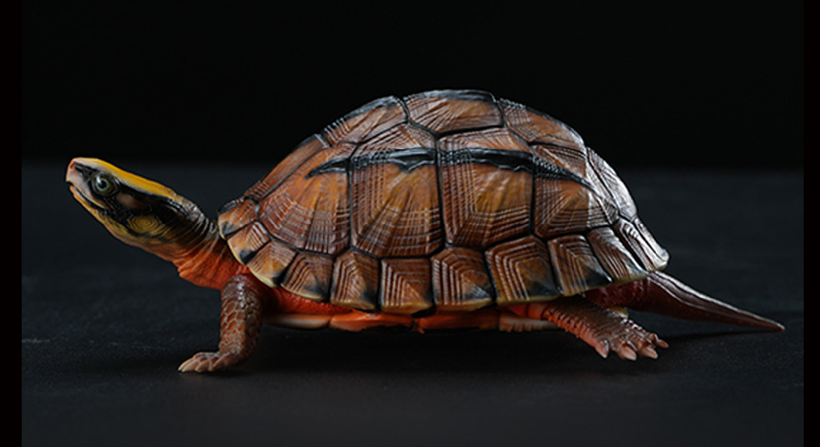 Chinese Three-striped Box Turtle Model