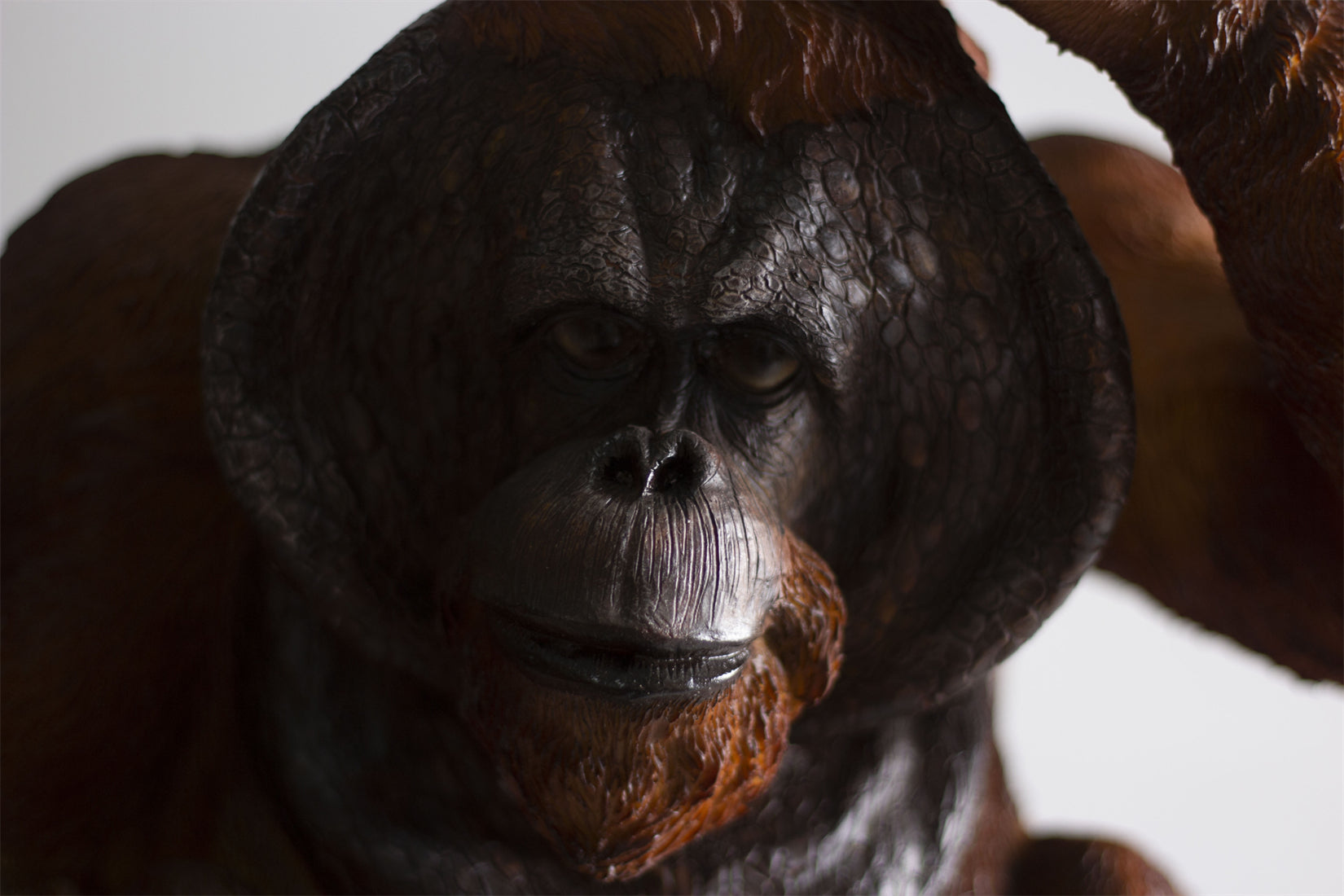 BOWUZHI Studio 1:6 Scale Sumatran Orangutan Model