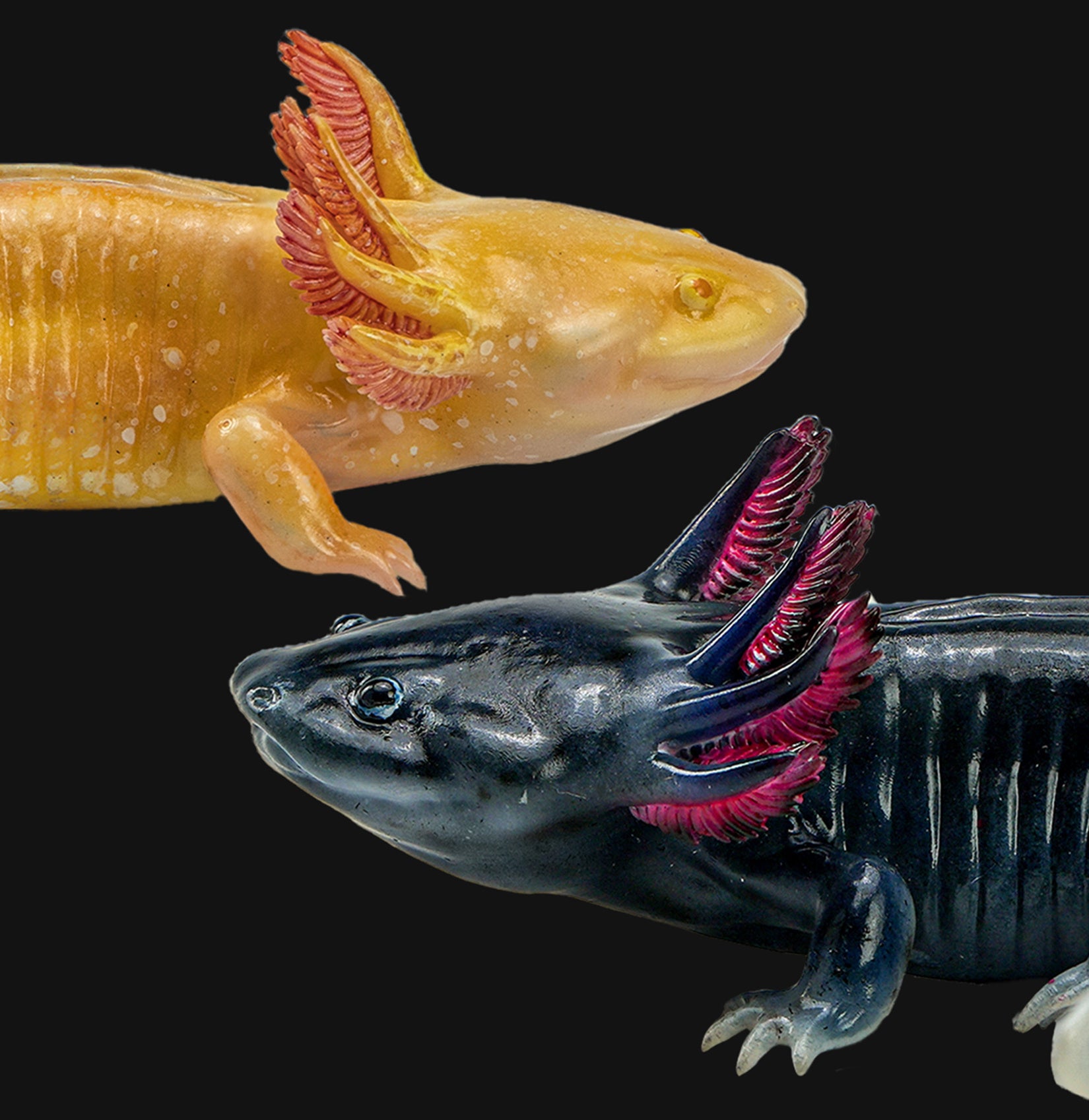 1：2 Scale Ambystoma Mexicanum Model Axolotl Figure