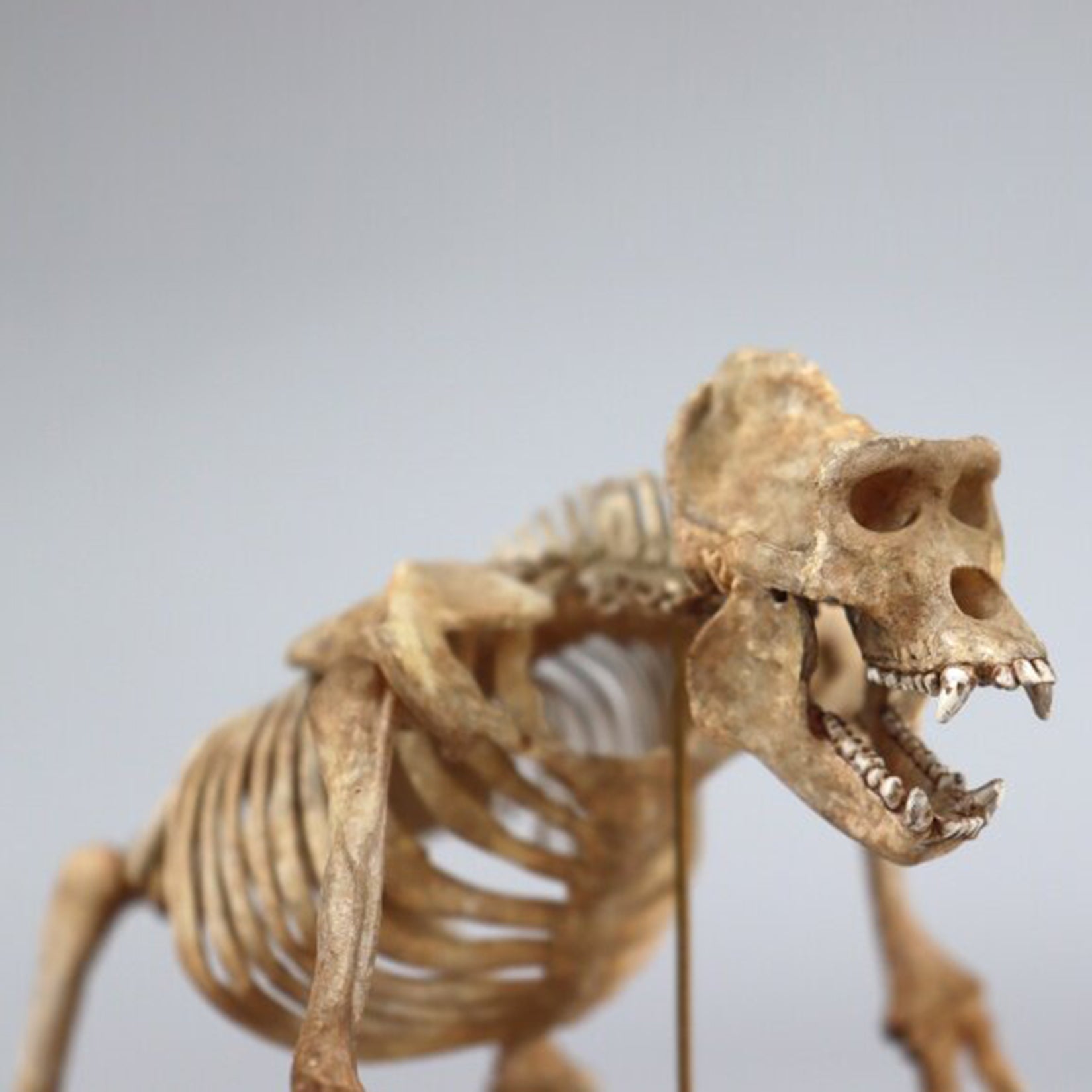 1:10 Scale 3D Printed Gorilla Skeleton Figurine