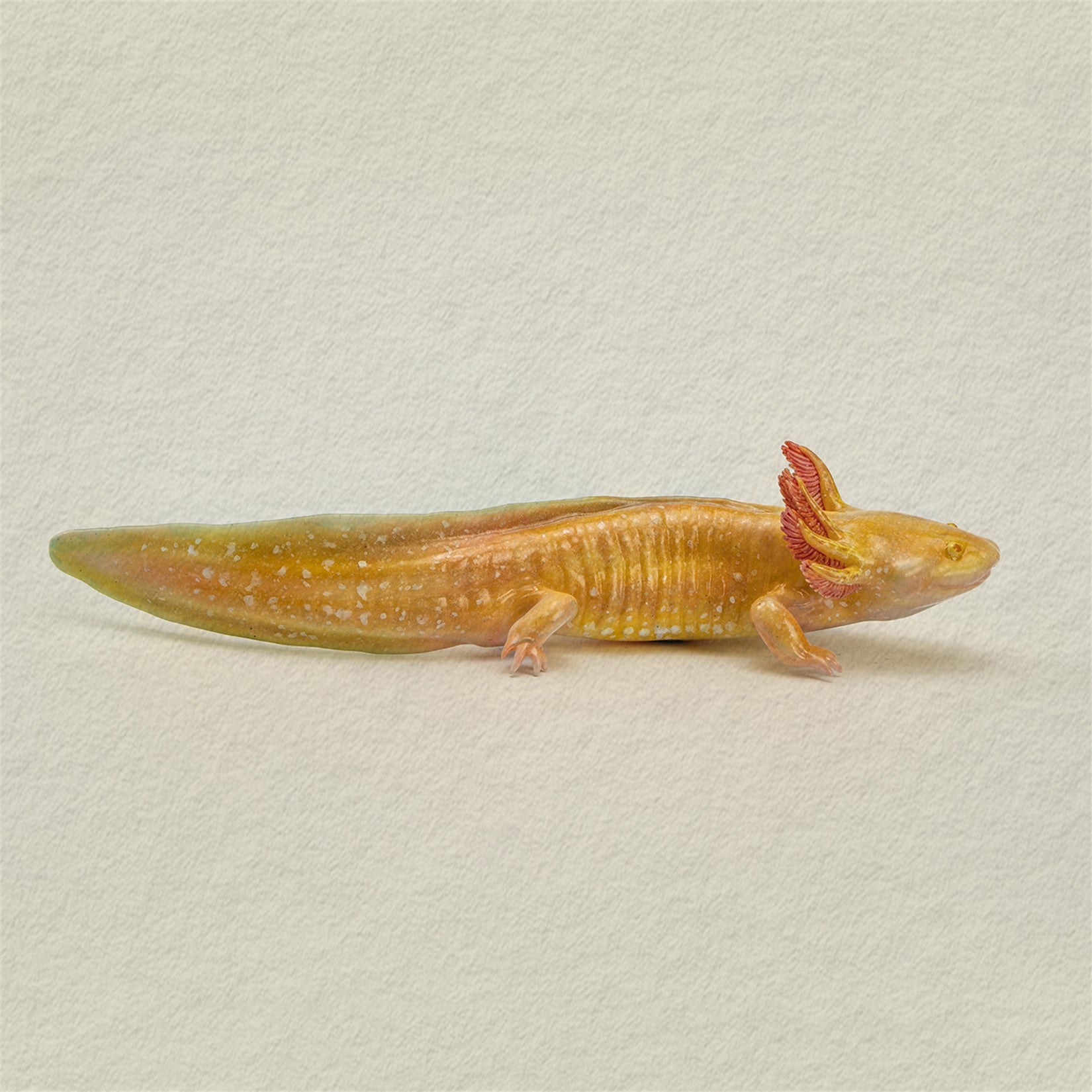 1：2 Scale Ambystoma Mexicanum Model Axolotl Figure