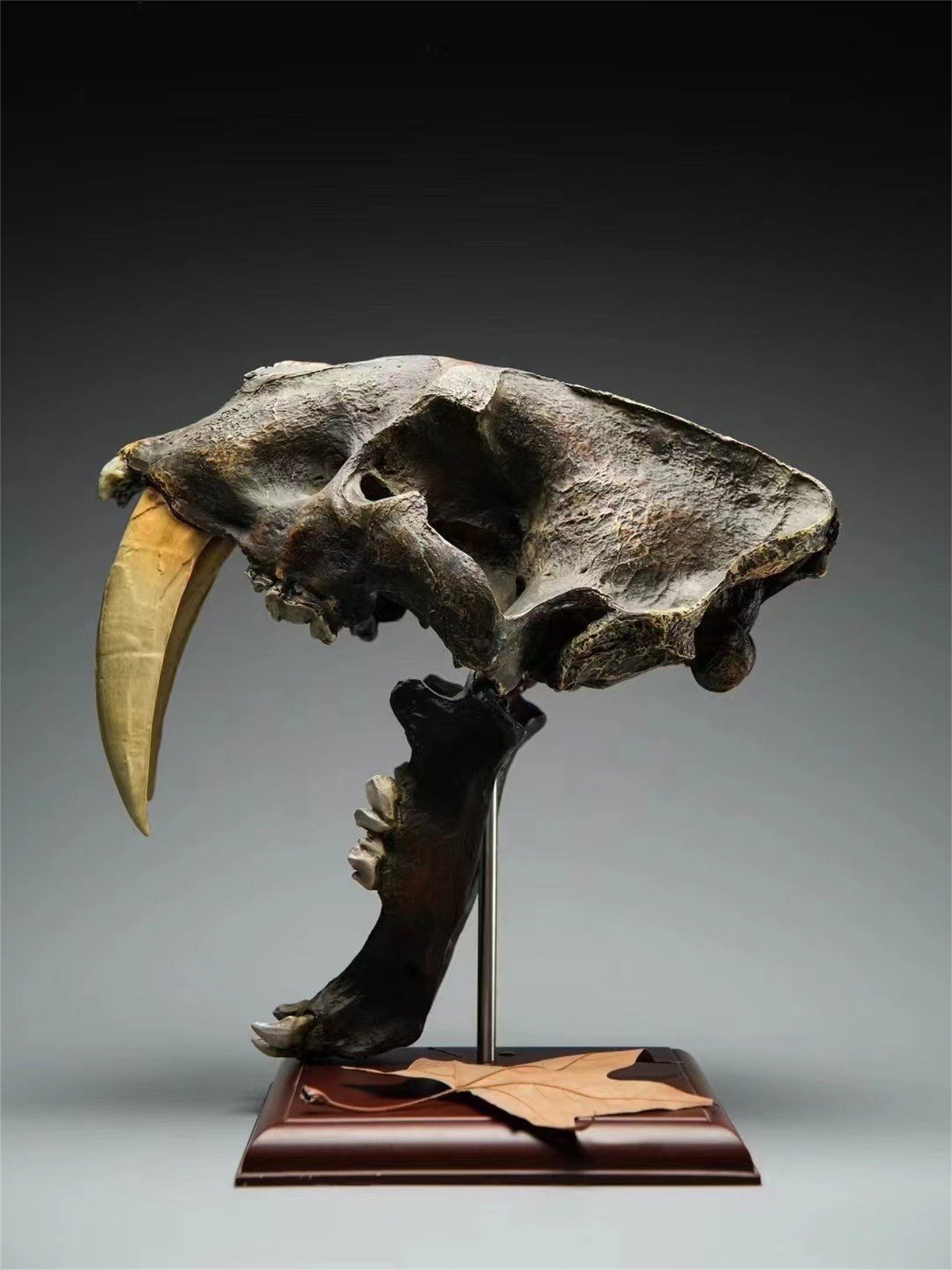 BOWUZHI Studio 1:1  Scale Saber-Tooth Tiger Skeleton Model