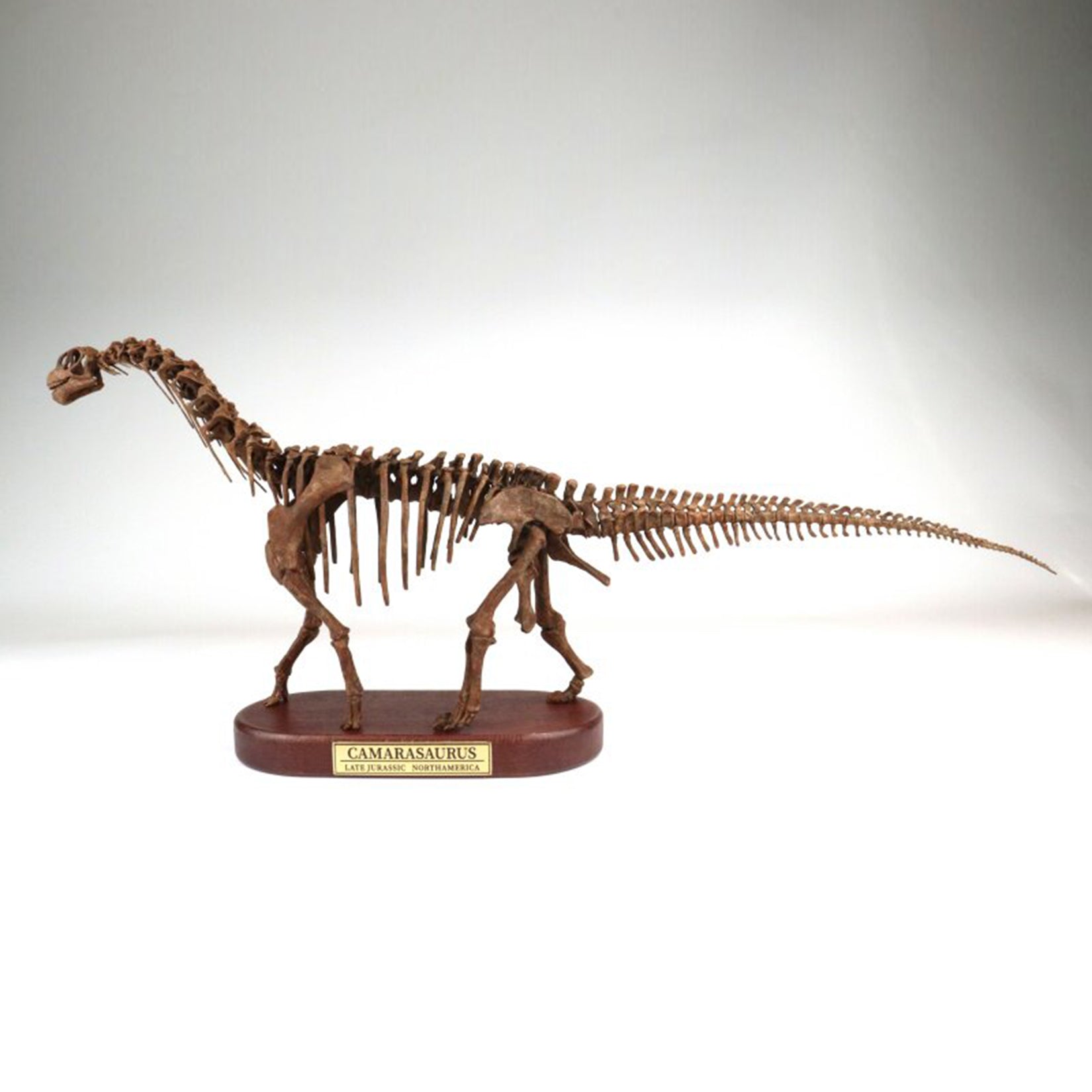 1:35 Scale 3D Printed Camarasaurus Skeleton Dinosaur Figurine