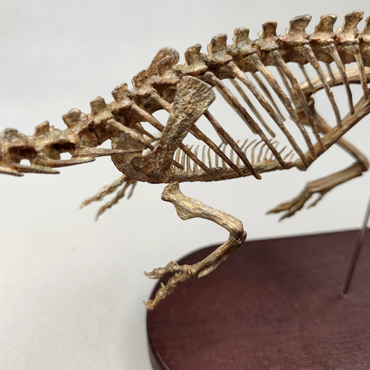 3D Printed 1:10 Scale Dilophosaurus Running Skull Model