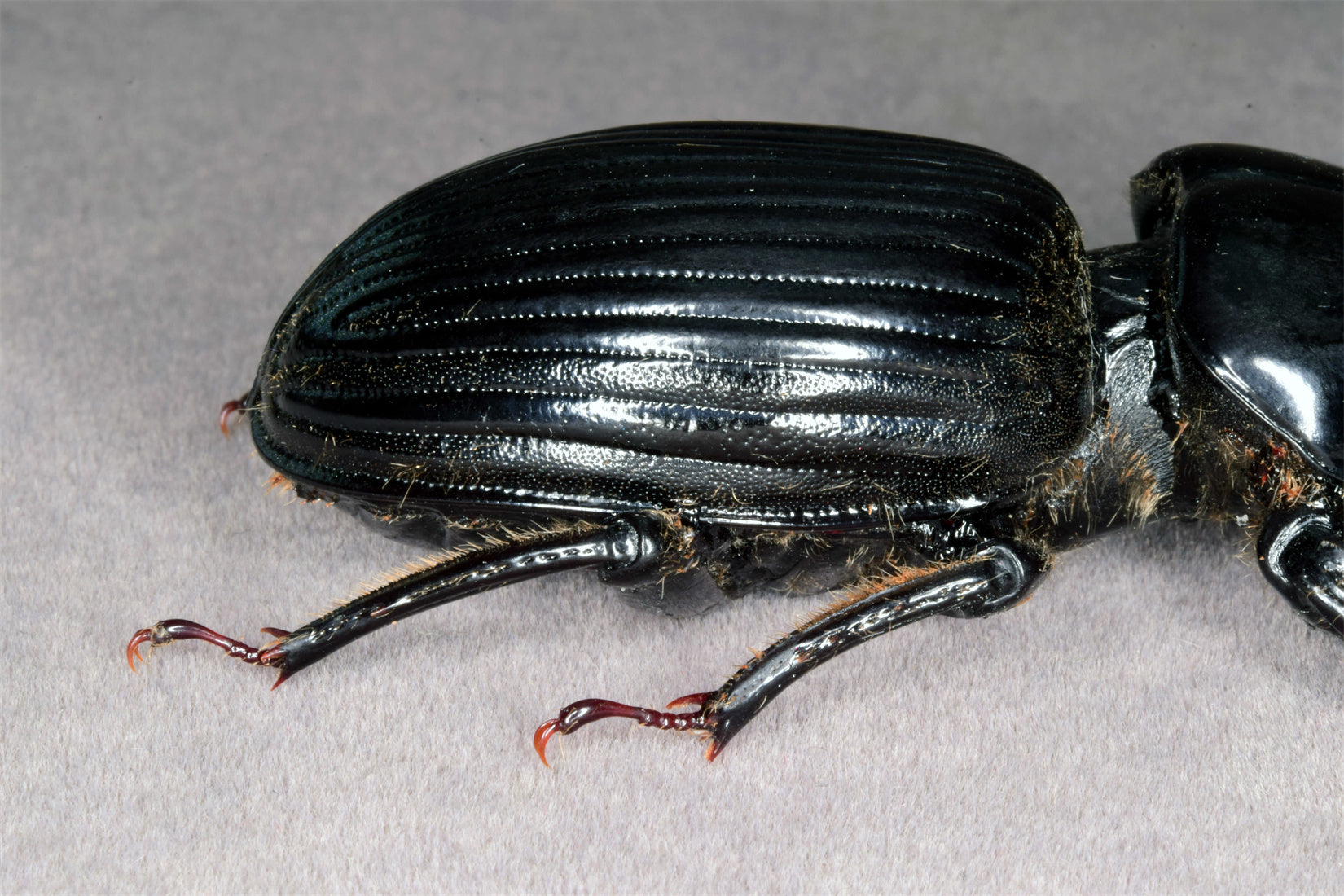 Proculus Goryi Insect Model